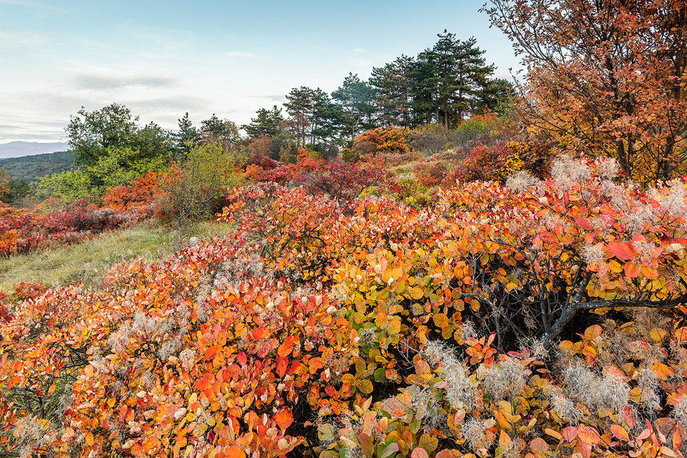 Autumnal landscape of the karst, Gorizia, Italy