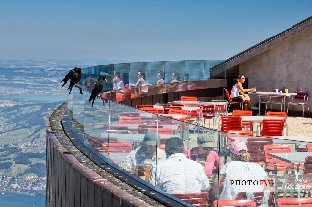 Curious alpine choughs look the tourists are eating on the terrace of the restaurant on Pilatus mountain top, In the background the Lucerne lake, Border Area between the Cantons of Lucerne, Nidwalden and Obwalden, Switzerland, Europe