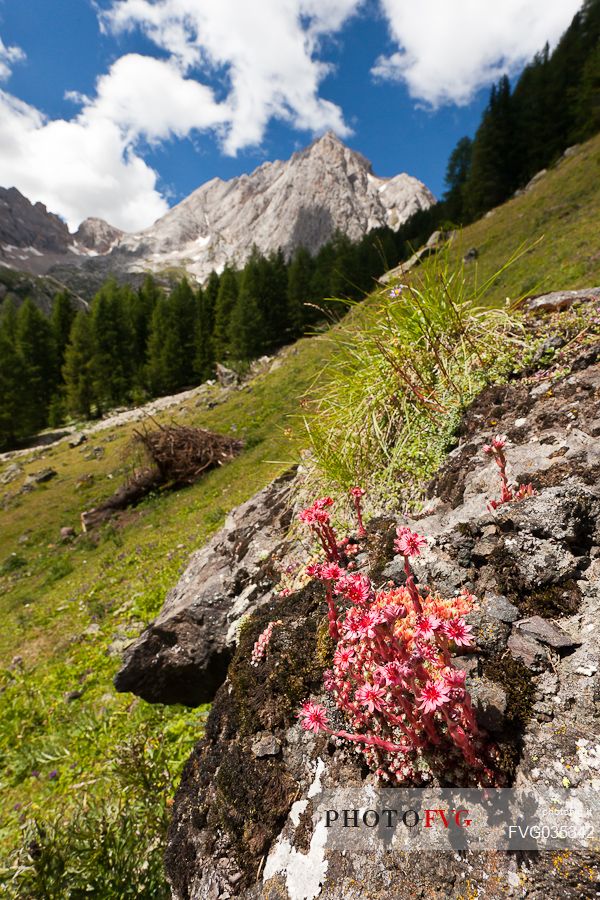 Alpine Houseleek or Sempervivum alpinum along the trail in the Ombretta valley, Ombretta peak in the backfground, Marmolada mountain ragne, Alto Agordino, dolomites, Veneto, Italy, Europe