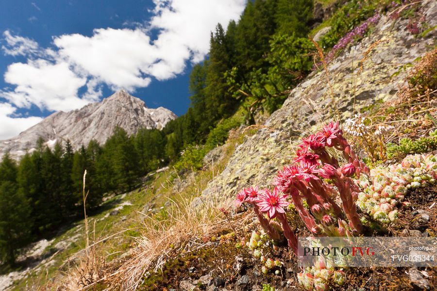 Alpine Houseleek or Sempervivum alpinum along the trail in the Ombretta valley, Ombretta peak in the backfground, Marmolada mountain ragne, Alto Agordino, dolomites, Veneto, Italy, Europe