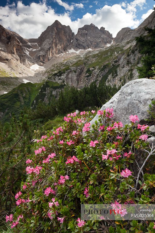 Rhododendron bloom in the Ombrettola valley, Marmolada mountain range, dolomites, Veneto, Italy, Europe