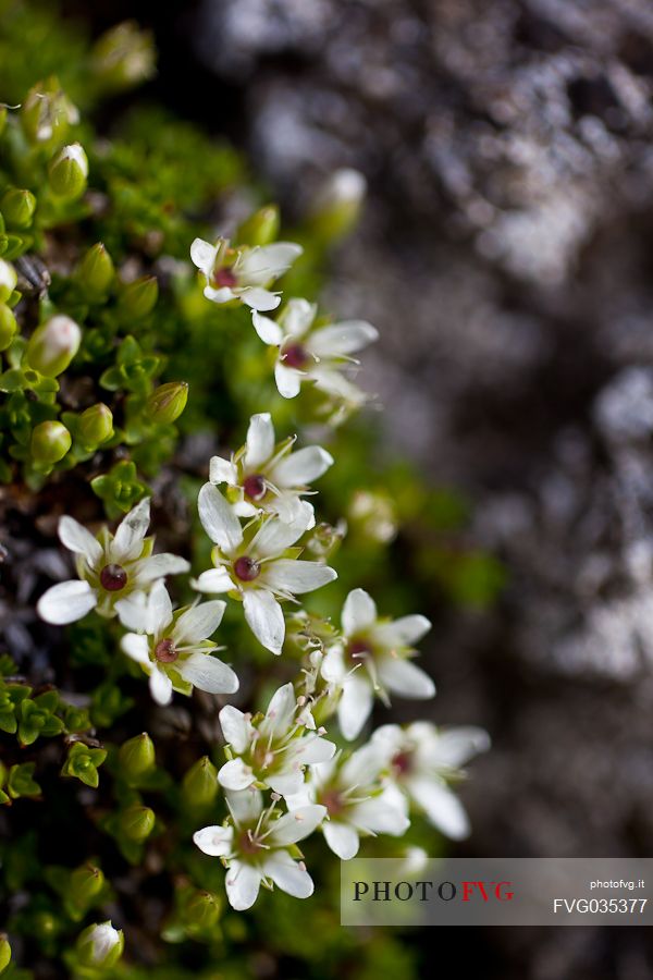 Saxifraga bloom in the Marmolada mountain range, dolomites, Italy, Europe