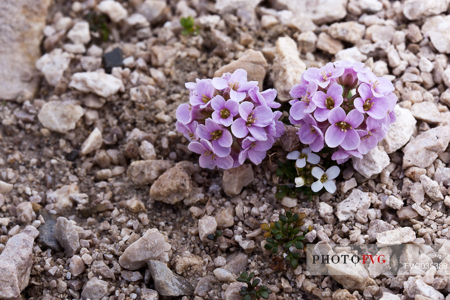 Flowers of Thlaspi rotundifolium in the Marmolada mountain range, dolomites, Italy, Europe