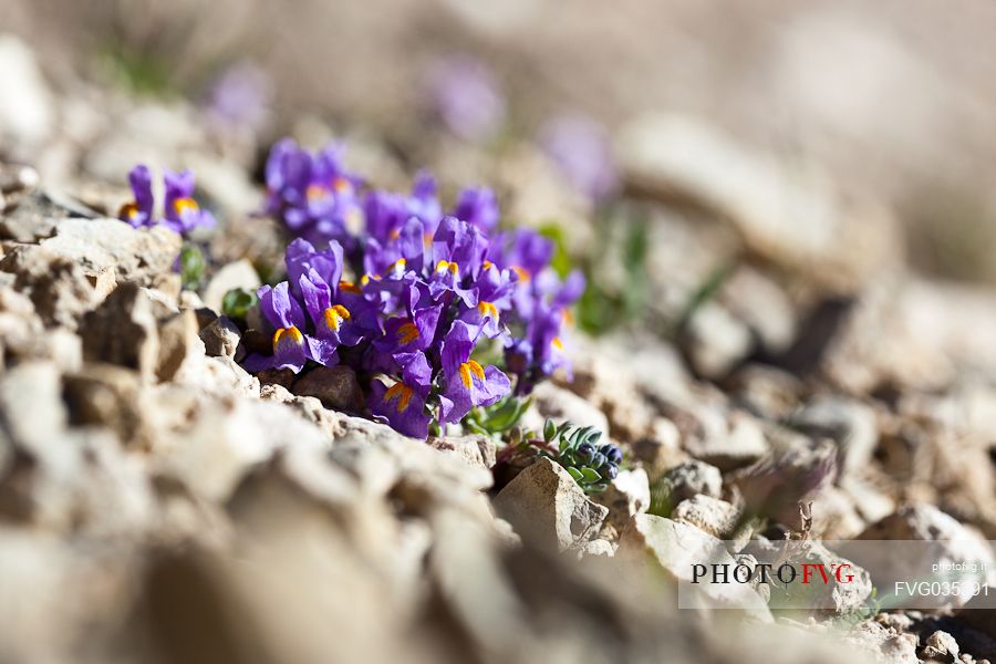 Linaria alpina bloom in the Marmolada mountain range, dolomites, Veneto, Italy, Europe