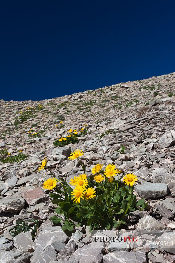 Arnica Montana bloom in the dolomitic scree, Passo Ombretta pass, Marmolada mount, dolomites, Veneto, Italy, Europe