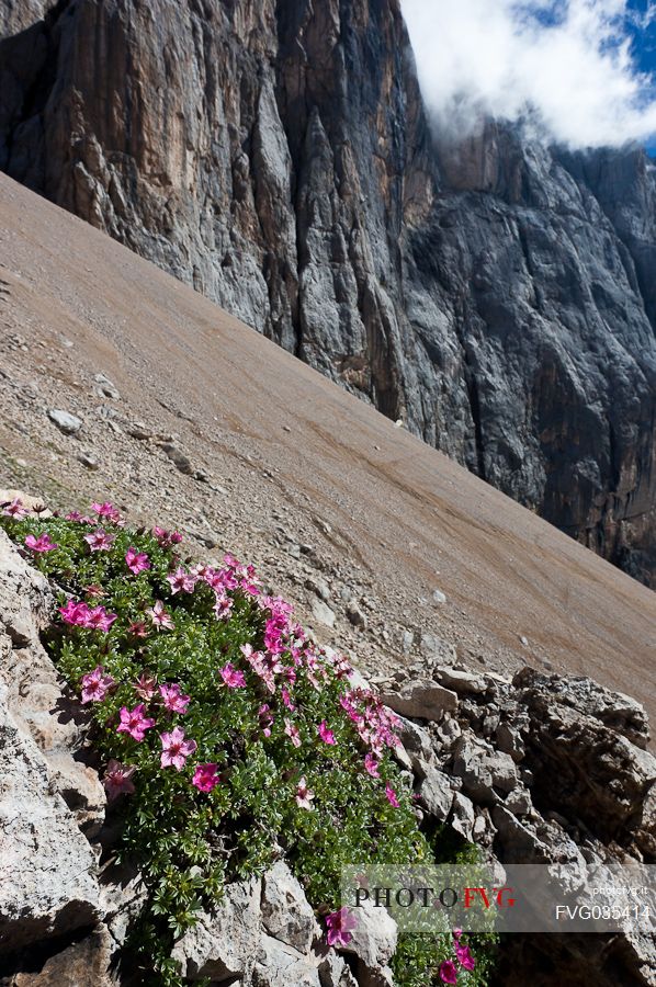 Potentilla Nitida in the scree of Marmolada mountain, Ombretta pass, dolomites, Veneto, Italy, Europe