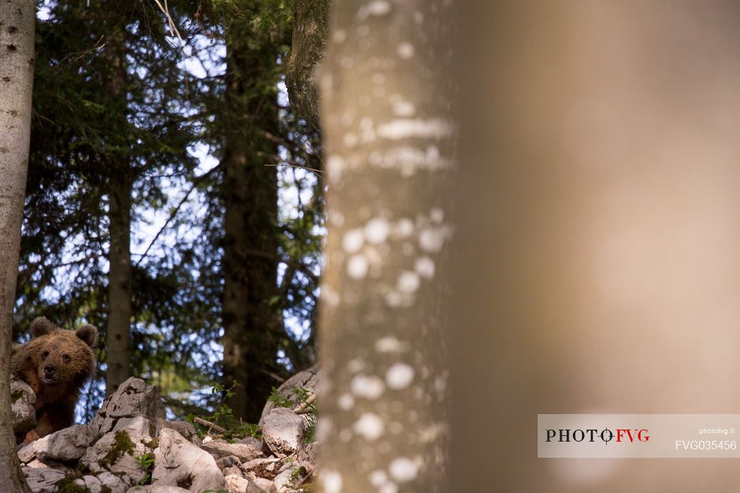 Portrait of young brown bear in the slovenian forest, Slovenia, Europe