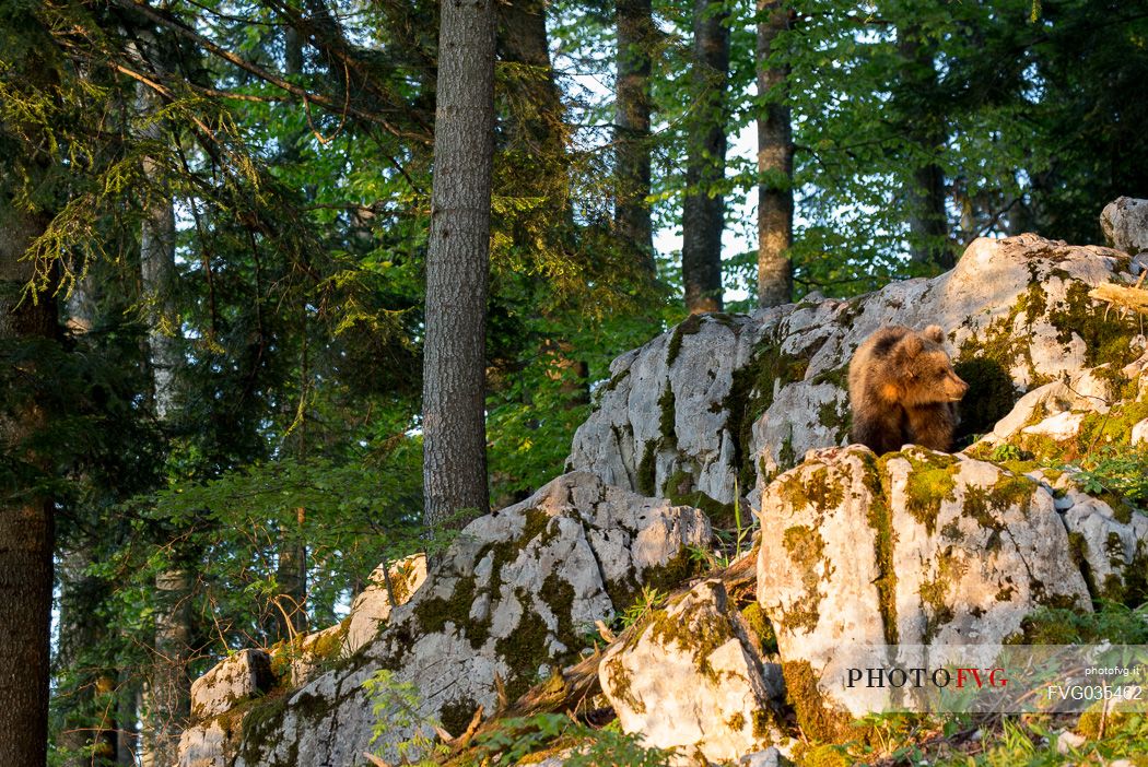 Portrait of young brown bear in the slovenian forest, Slovenia, Europe