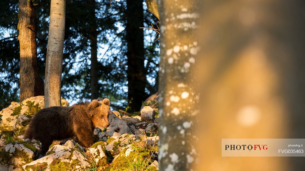 Portrait of young brown bear in the slovenian forest, Slovenia, Europe