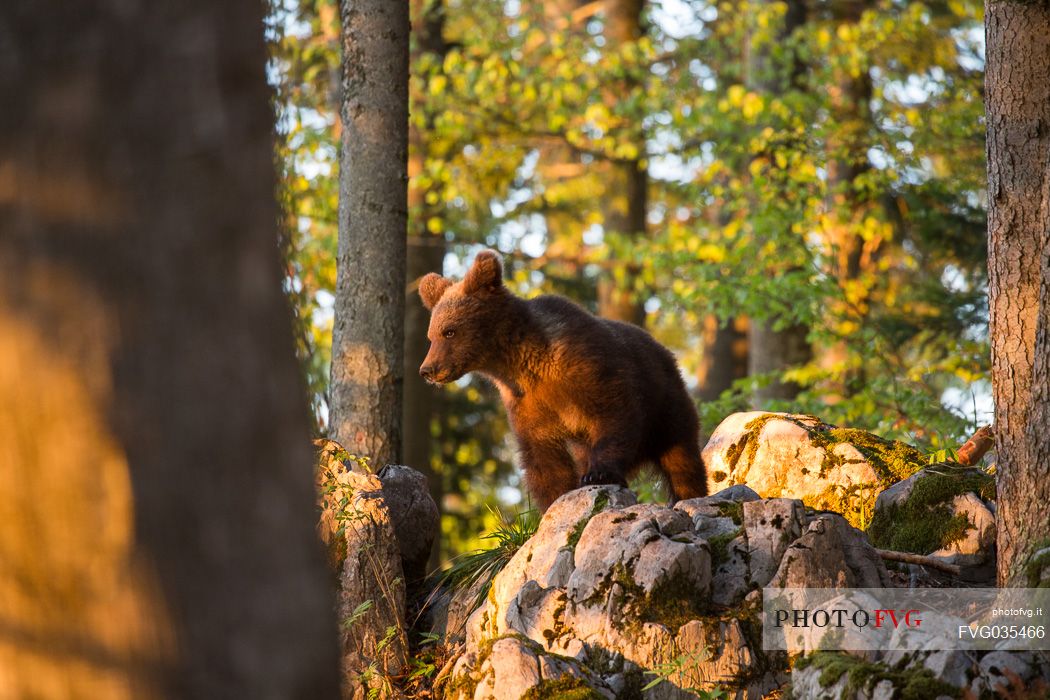 Portrait of young brown bear in the slovenian forest, Slovenia, Europe