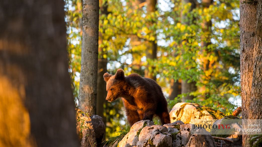 Portrait of young brown bear in the slovenian forest, Slovenia, Europe