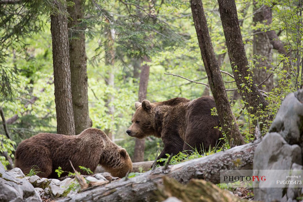 Brown Bears, mother and cub in the slovenian forest, Slovenia, Europe