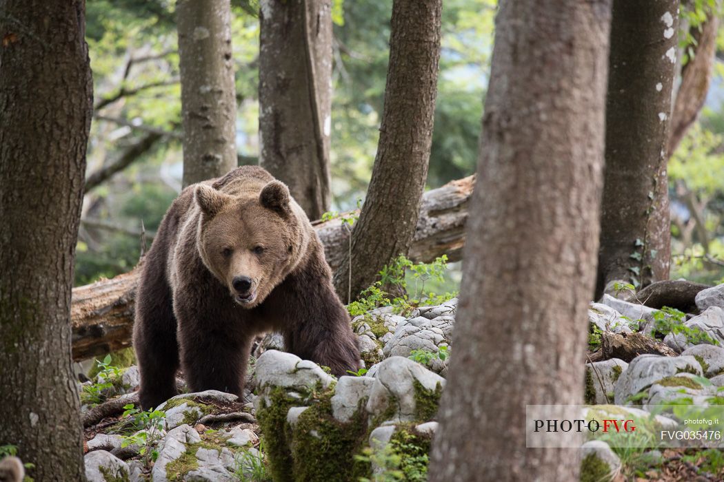 Portrait of brown bear in the slovenian forest, Slovenia, Europe