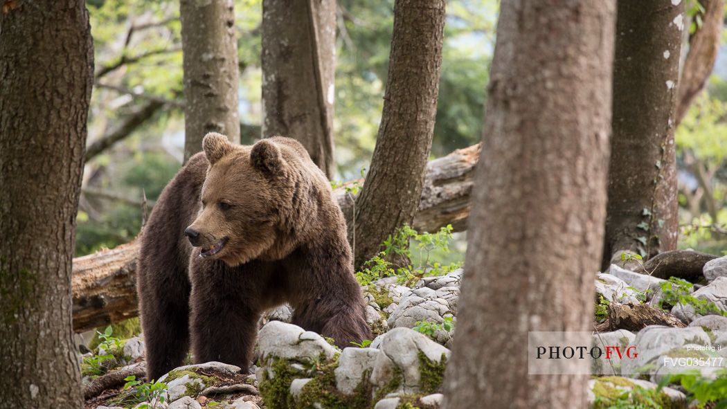 Portrait of brown bear in the slovenian forest, Slovenia, Europe