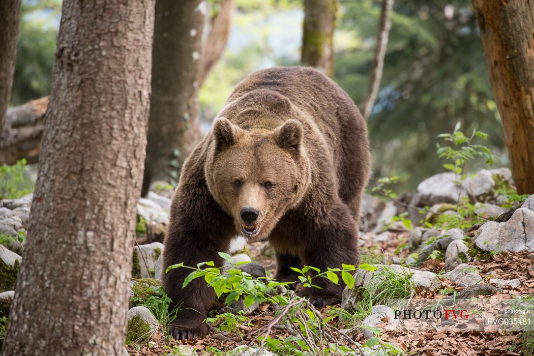 Portrait of brown bear in the slovenian forest, Slovenia, Europe