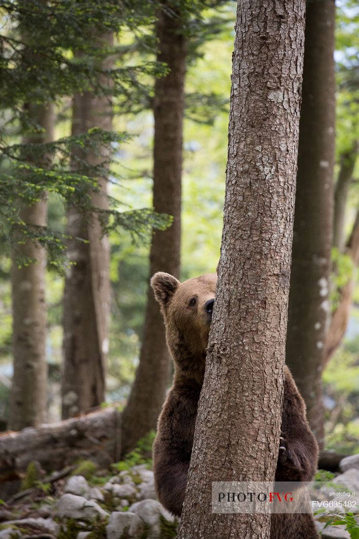 Portrait of brown bear in the slovenian forest, Slovenia, Europe