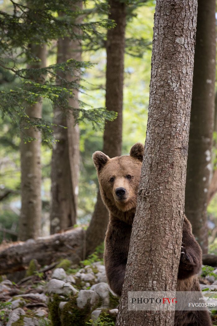 Portrait of brown bear in the slovenian forest, Slovenia, Europe