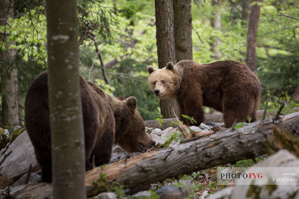 Brown bears, mother and cub in the slovenian forest, Slovenia, Europe