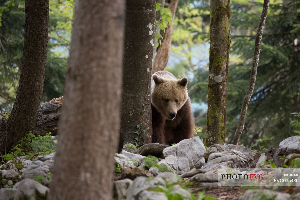 Portrait of brown bear in the slovenian forest, Slovenia, Europe