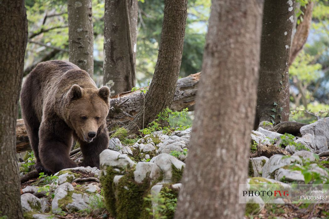 Portrait of brown bear in the slovenian forest, Slovenia, Europe