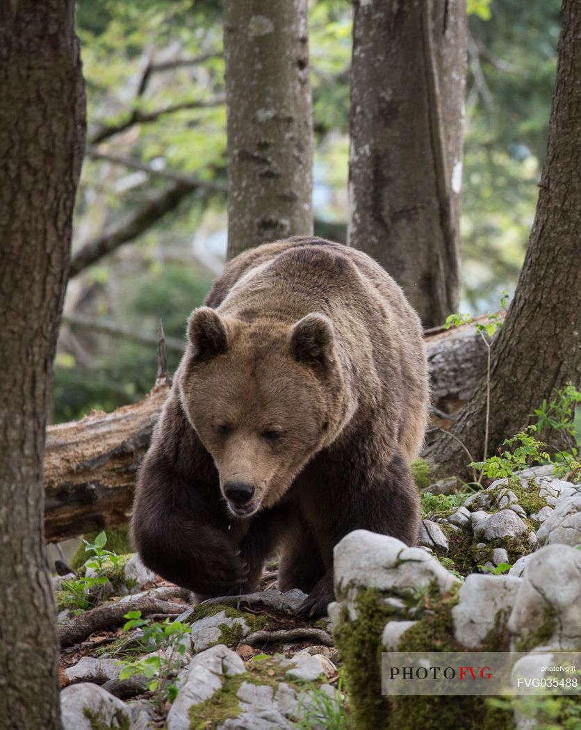 Portrait of brown bear in the slovenian forest, Slovenia, Europe