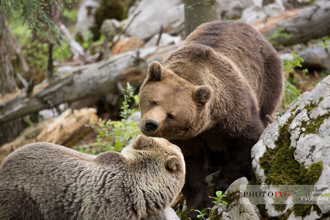 Brown bears, mother and cub playing in the slovenian forest, Slovenia, Europe