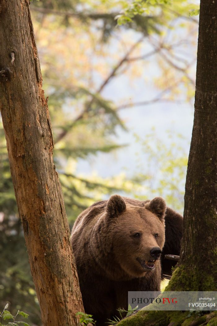 Portrait of brown bear in the slovenian forest, Slovenia, Europe