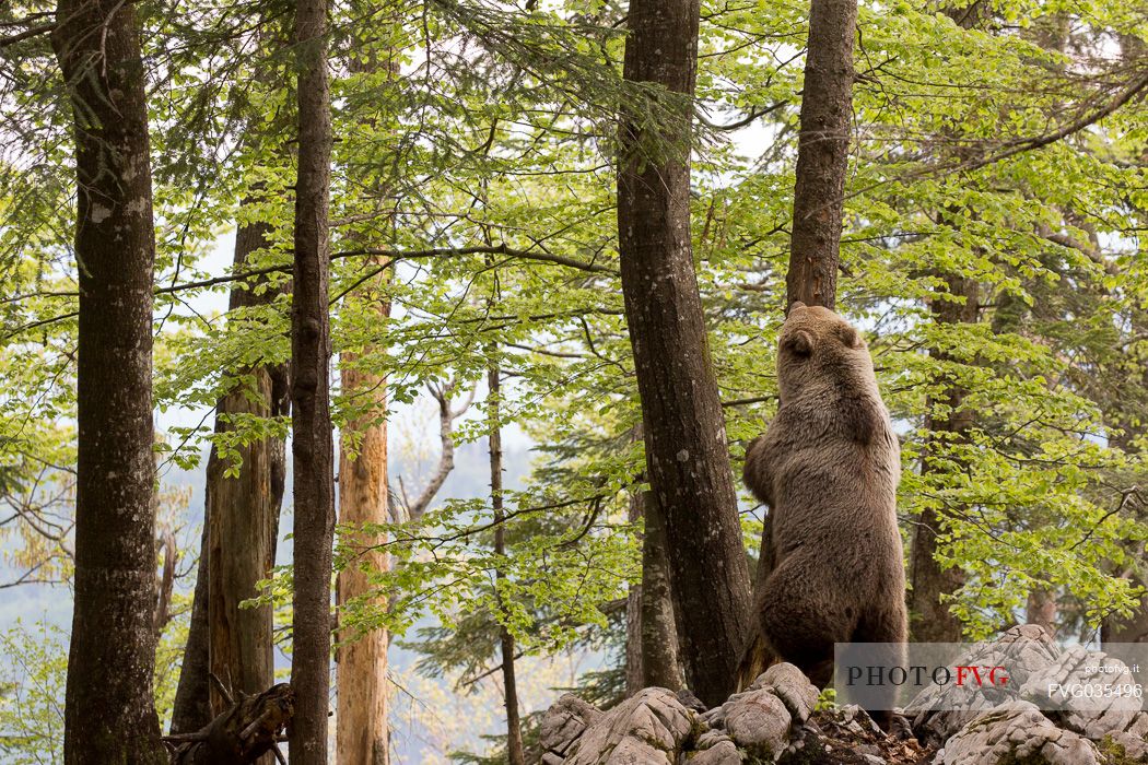 Young brown bear playing in the slovenian forest, Slovenia, Europe