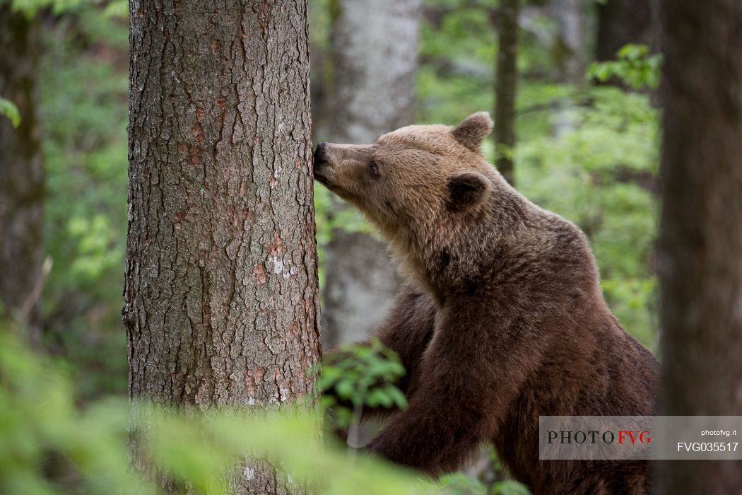Young brown bear licking the sap off a tree in the slovenian forest, Slovenia, Europe