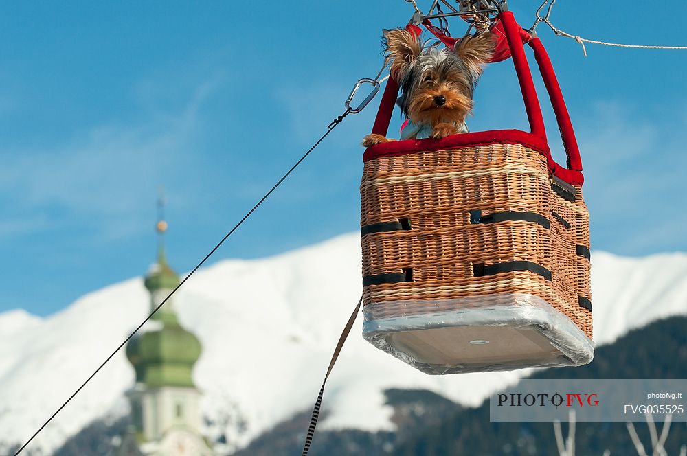 Little dog in a basket of hot air balloon during the balloon festival in Pusteria valley, in the background the bell tower of Dobbiaco church, dolomites, Trentino Alto Adige, Italy, Europe