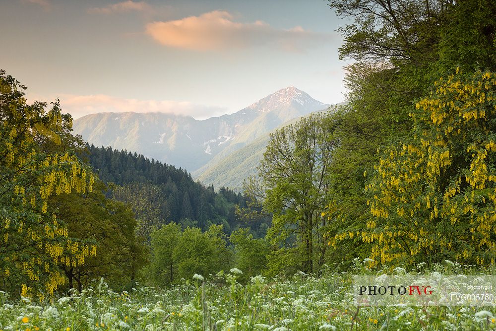 Spring landscape of the meadows in Avaglio and Trava village, Carnia, Friuli Venezia Giulia, Italy, Europe