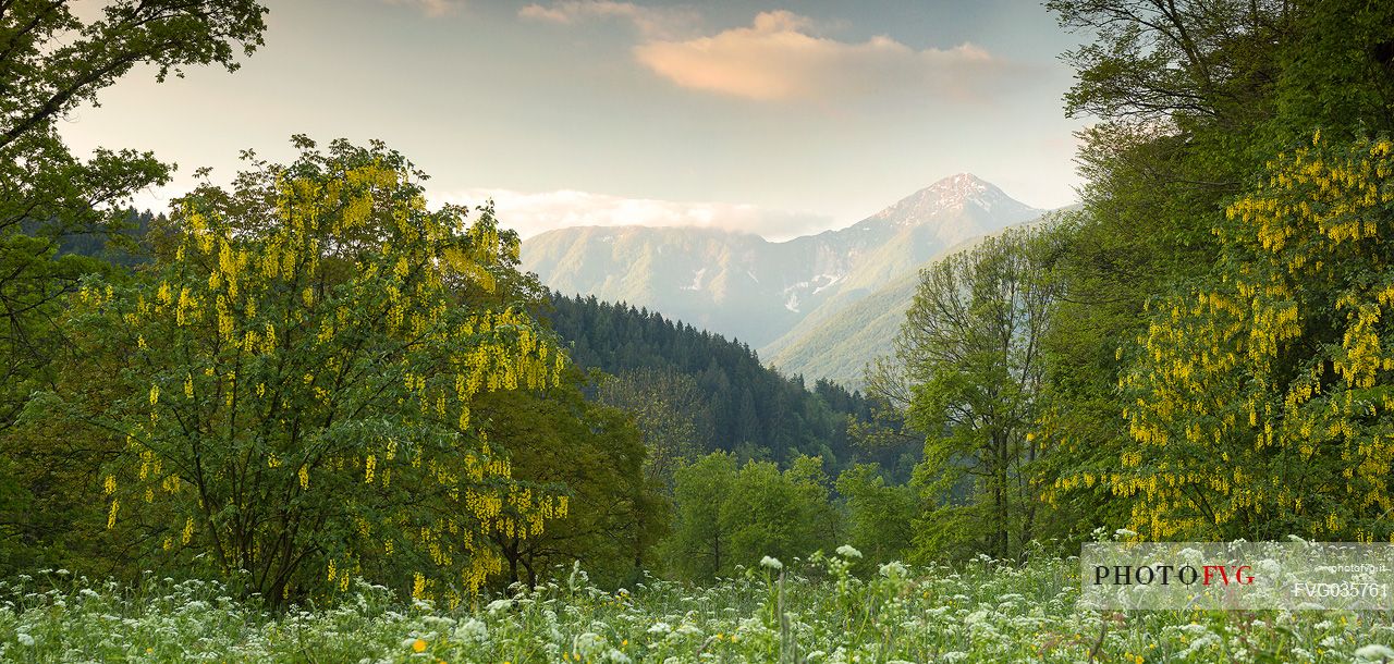 Spring landscape of the meadows in Avaglio and Trava village, Carnia, Friuli Venezia Giulia, Italy, Europe