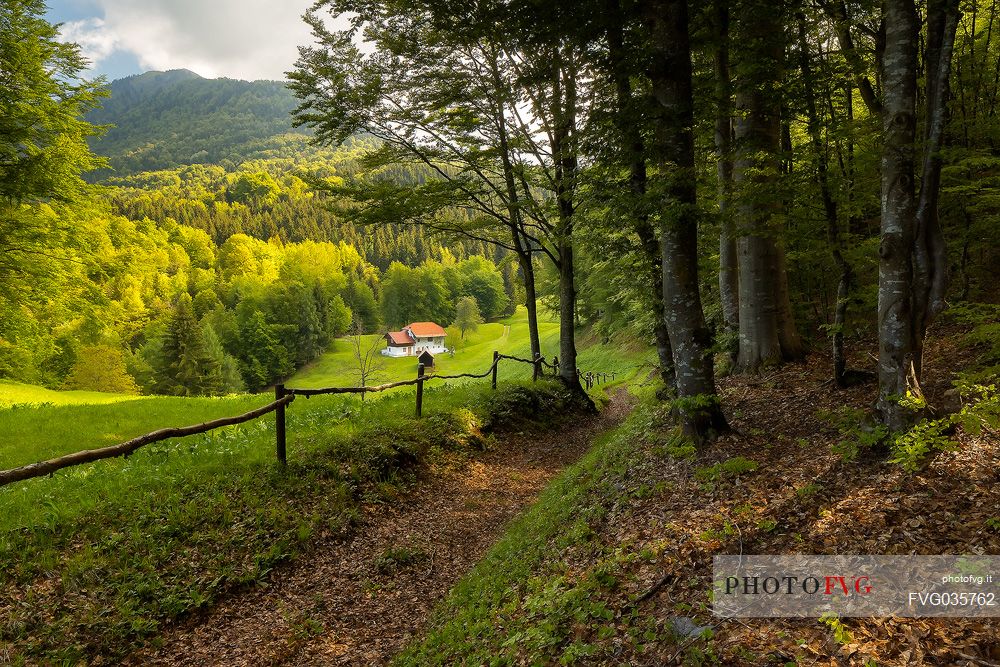 Spring landscape of the meadows in Avaglio and Trava village, Carnia, Friuli Venezia Giulia, Italy, Europe