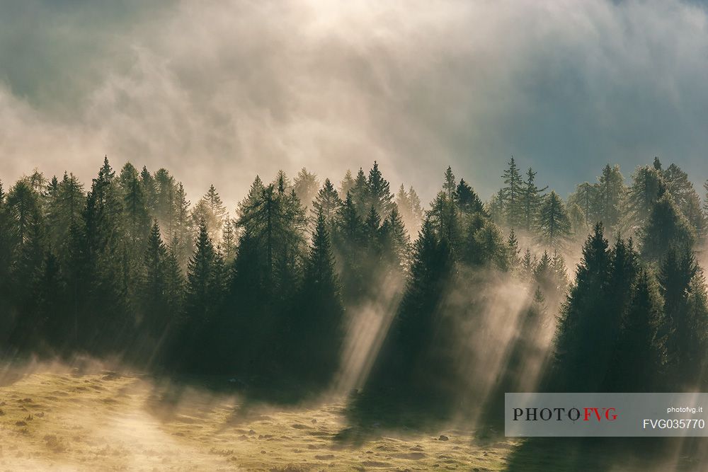 Mist in the forest at early morning at Costa Vedorcia, Cadore, dolomites, Veneto, Italy, Europe
