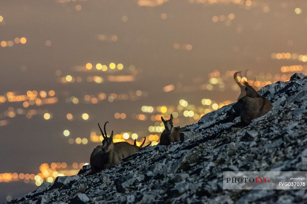 Night view of Apennine chamois in the slope of Focalone Mount, Murelle amphitheater, and in the backgound the towns of Adriatic coast lighting, Majella national park, Abruzzo, Italy, Europe