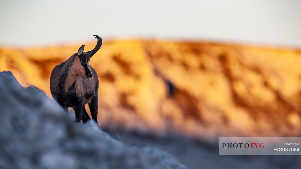 Silhouette of Apennine chamois at sunrise in the Murelle amphitheater, Majella national park, Abruzzo, Italy, Europe