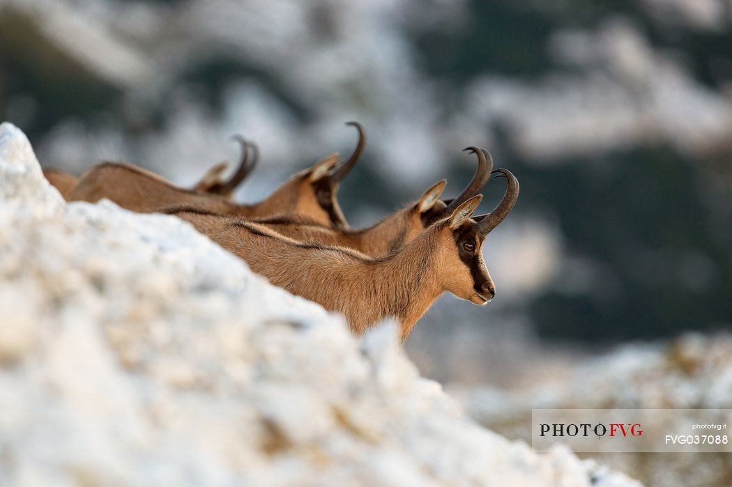 Silhouette of Apennine chamois in the Murelle amphitheater, Majella national park, Abruzzo, Italy, Europe