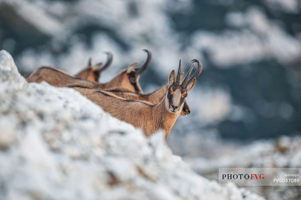 Portrait of Apennine chamois in the Murelle amphitheater, Majella national park, Abruzzo, Italy, Europe