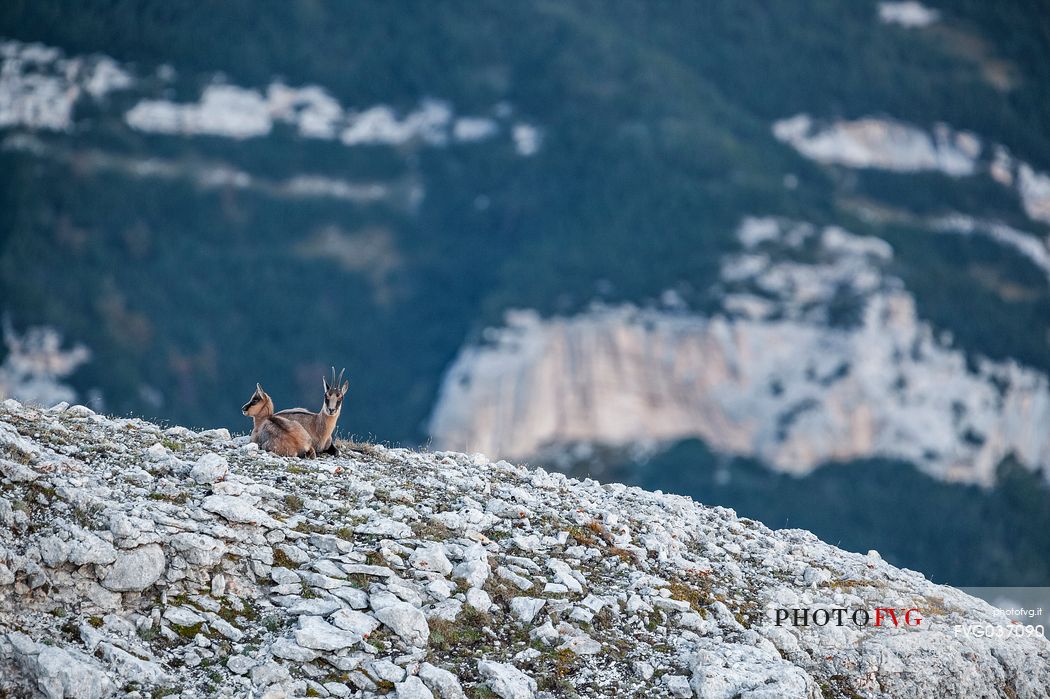 Two Apennine chamois in the Murelle amphitheater, Majella national park, Abruzzo, Italy, Europe