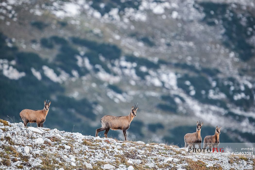 Herd of Apennine chamois in the Murelle amphitheater, Majella national park, Abruzzo, Italy, Europe