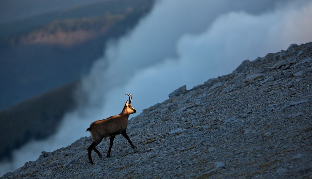 Silhouette of Apennine chamois at sunrise in the Murelle amphitheater, Majella national park, Abruzzo, Italy, Europe