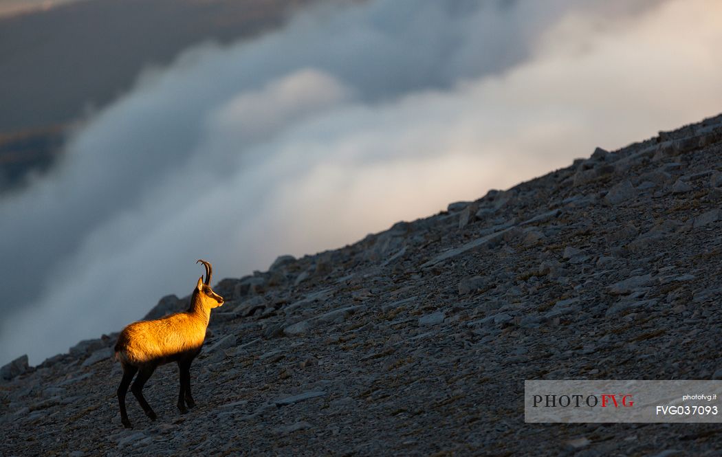 Silhouette of Apennine chamois at sunrise in the Murelle amphitheater, Majella national park, Abruzzo, Italy, Europe