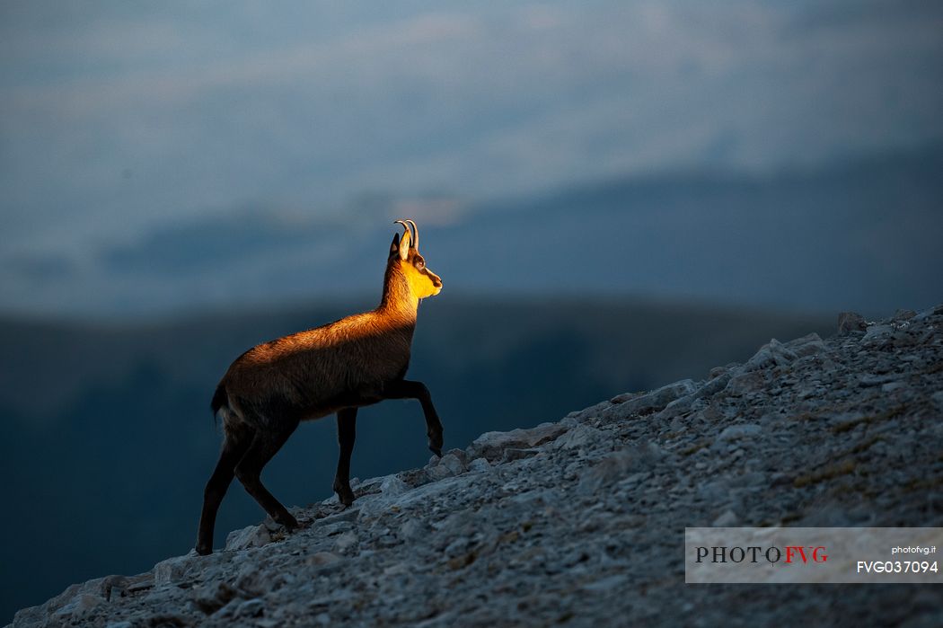 Silhouette of Apennine chamois at sunrise in the Murelle amphitheater, Majella national park, Abruzzo, Italy, Europe