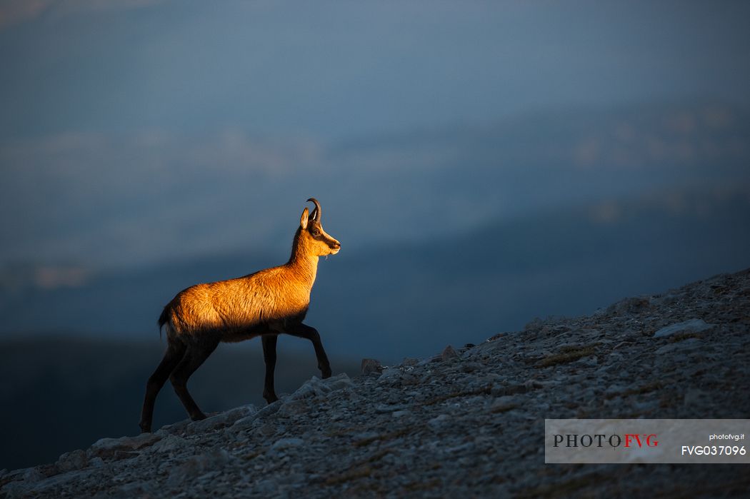 Silhouette of Apennine chamois at sunrise in the Murelle amphitheater, Majella national park, Abruzzo, Italy, Europe