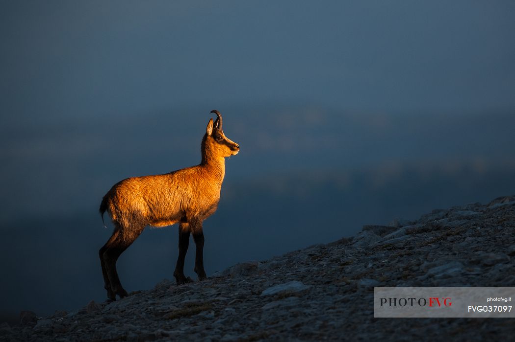 Silhouette of Apennine chamois at sunrise in the Murelle amphitheater, Majella national park, Abruzzo, Italy, Europe