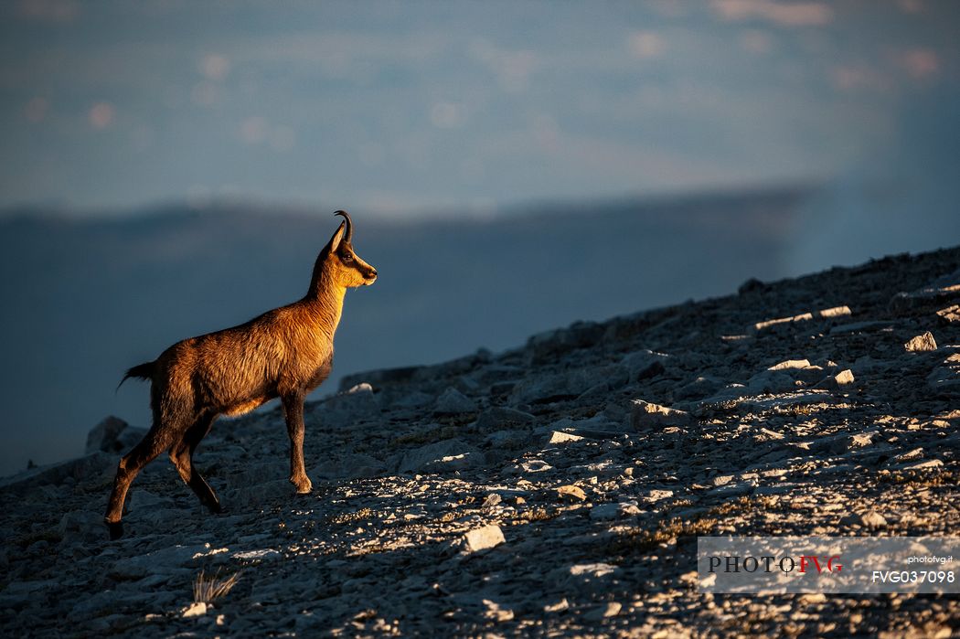 Silhouette of Apennine chamois at sunrise in the Murelle amphitheater, Majella national park, Abruzzo, Italy, Europe