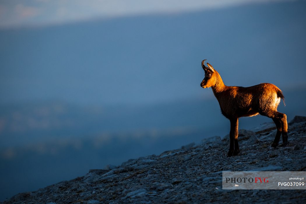 Silhouette of Apennine chamois at sunrise in the Murelle amphitheater, Majella national park, Abruzzo, Italy, Europe