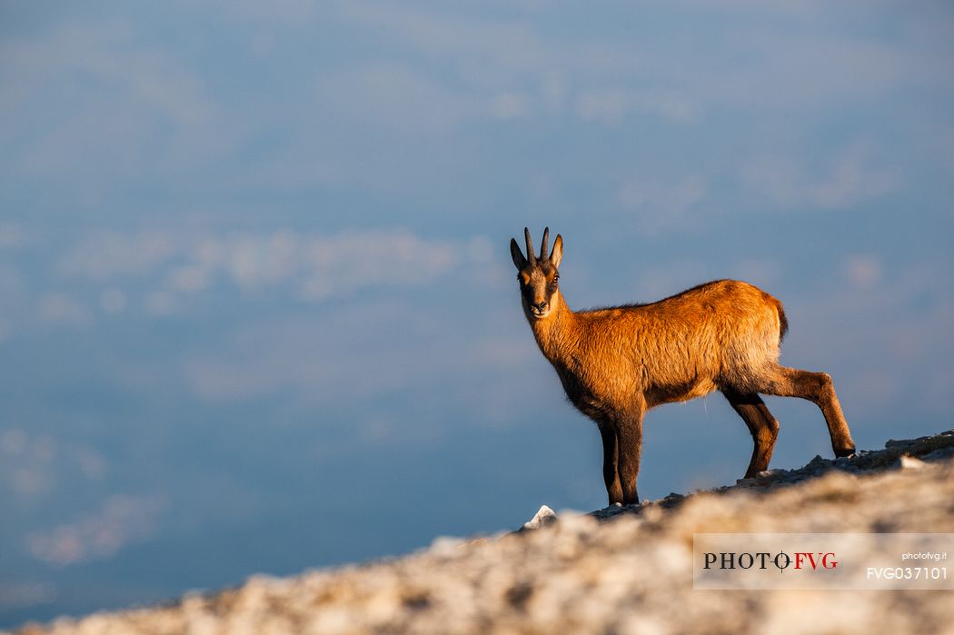 Silhouette of Apennine chamois at sunrise in the Murelle amphitheater, Majella national park, Abruzzo, Italy, Europe