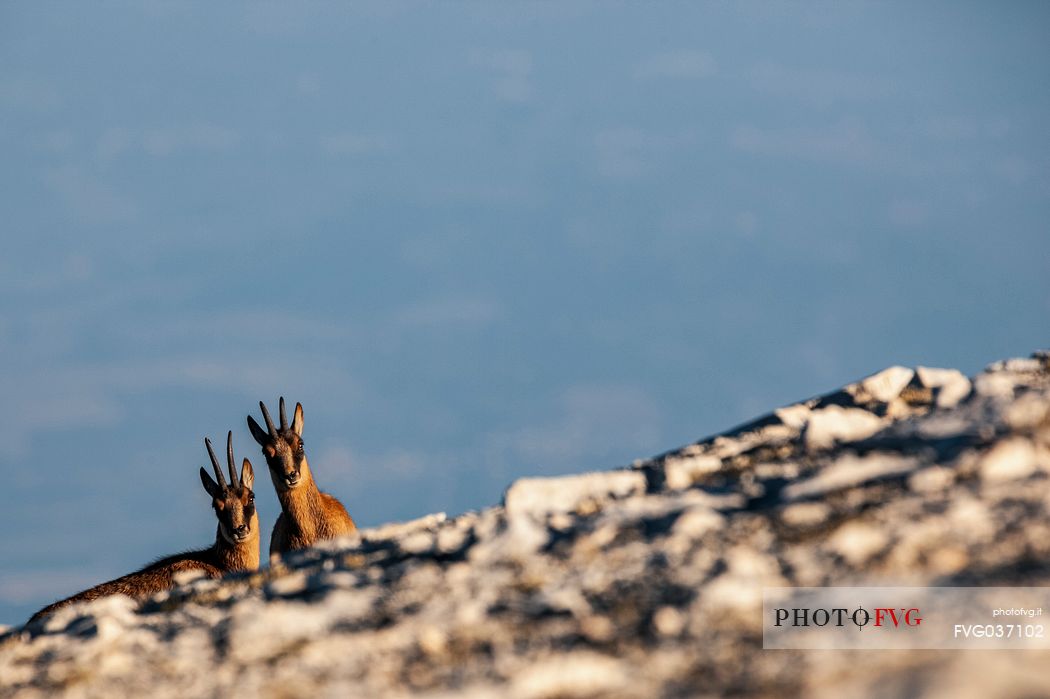 Couple of Apennine chamois in the Murelle amphitheater, Majella national park, Abruzzo, Italy, Europe