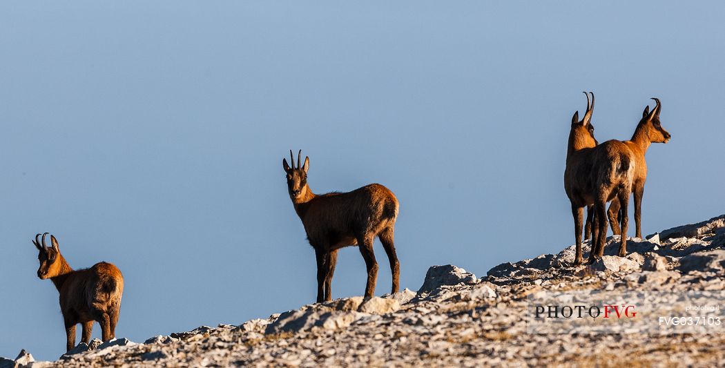 Herd of Apennine chamois in the Murelle amphitheater, Majella national park, Abruzzo, Italy, Europe